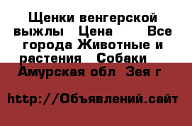 Щенки венгерской выжлы › Цена ­ 1 - Все города Животные и растения » Собаки   . Амурская обл.,Зея г.